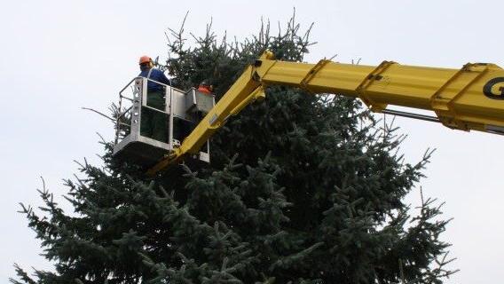 baumpflege-baumschnitt